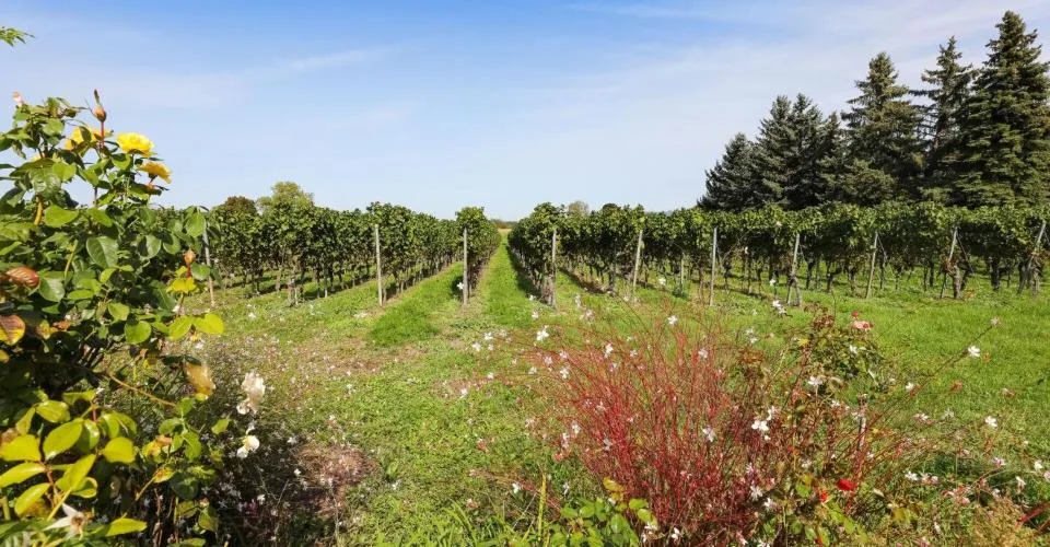 Bezaubernde Landvilla mit Garten am Rande der Weinberge von Jussy – Foto 25 von 27