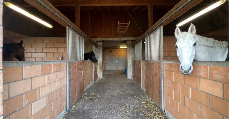 4.5 Zimmer Bauernhaus in Romont FR – photo 6 of 12