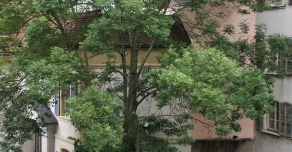 Appartement de 2.5 pièces au 2ème étage à louer à Porrentruy