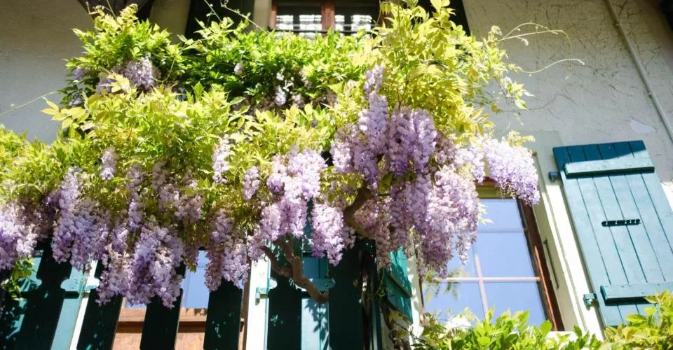 Maison de village de caractère avec jardin arborisé