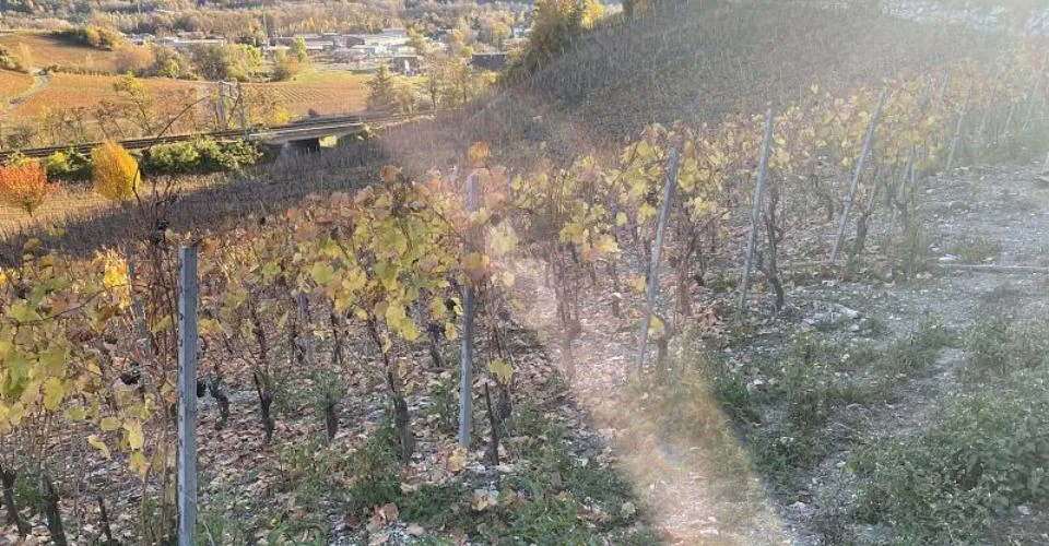 IN MITTEN MALERISCHER WEINBERGE