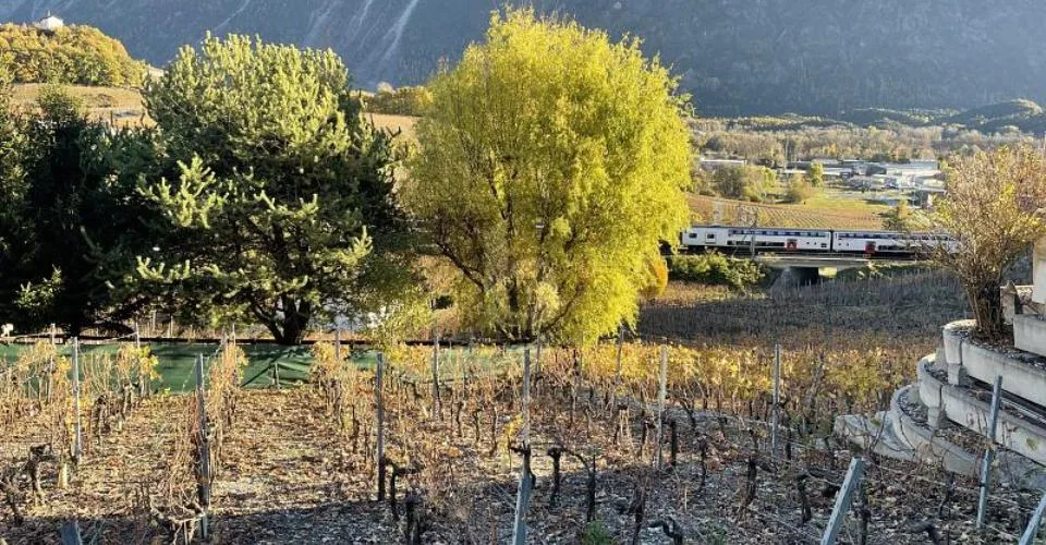 IN MITTEN MALERISCHER WEINBERGE