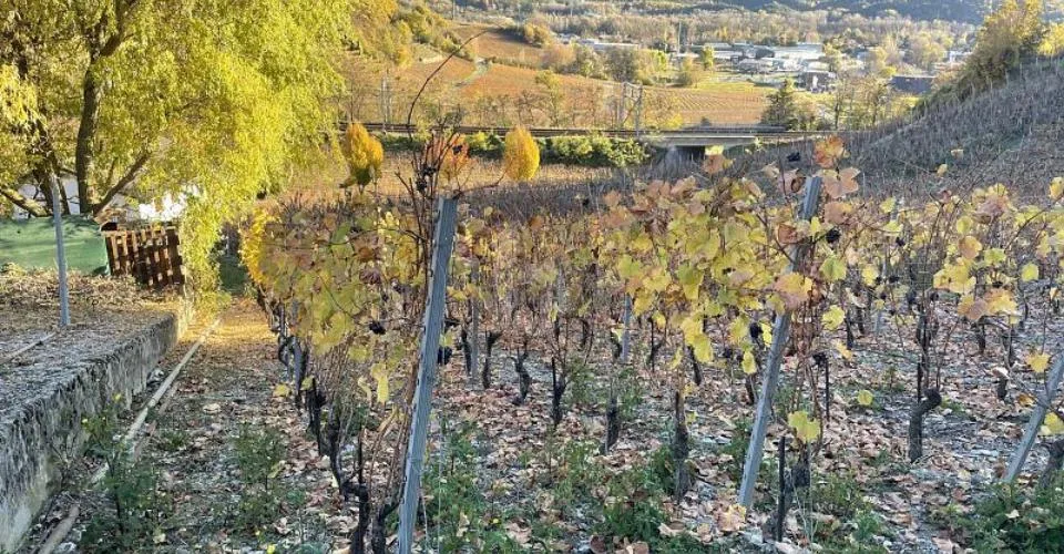 IN MITTEN MALERISCHER WEINBERGE