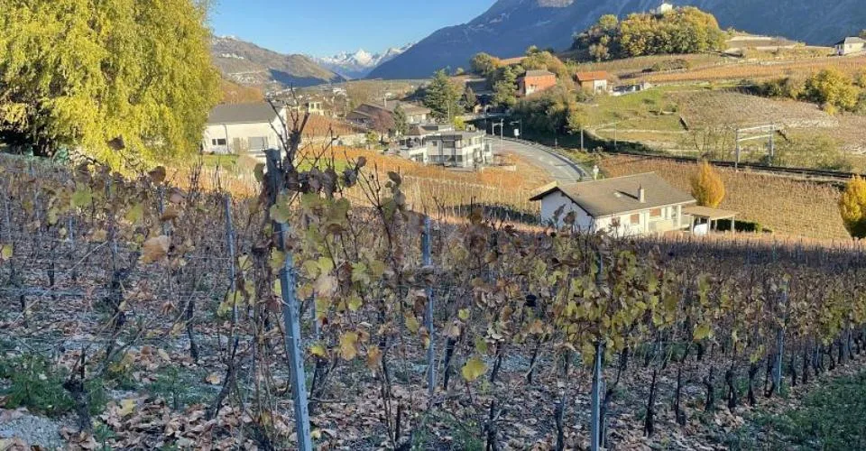 IN MITTEN MALERISCHER WEINBERGE