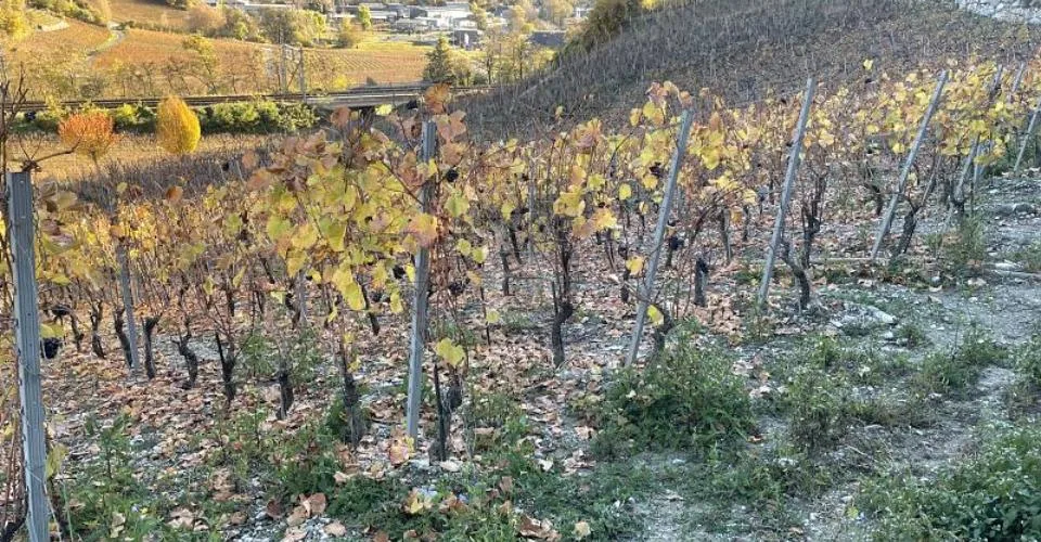 IN MITTEN MALERISCHER WEINBERGE