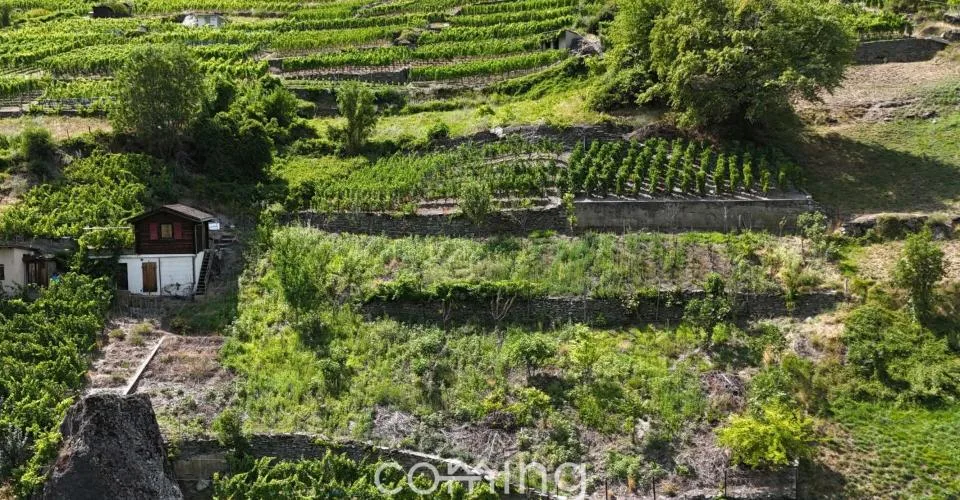 Rebparzelle mit Rebhaus in Stalden - Weinbau im Vispertal