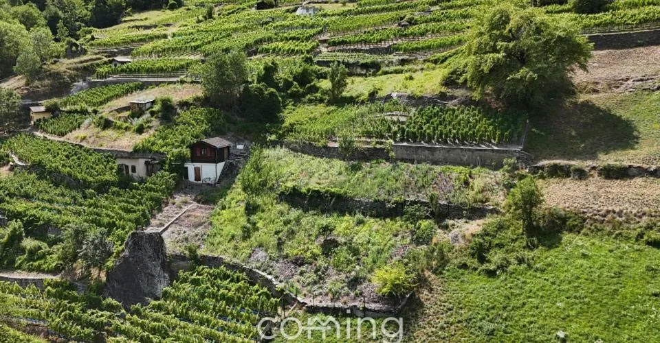 Rebparzelle mit Rebhaus in Stalden - Weinbau im Vispertal