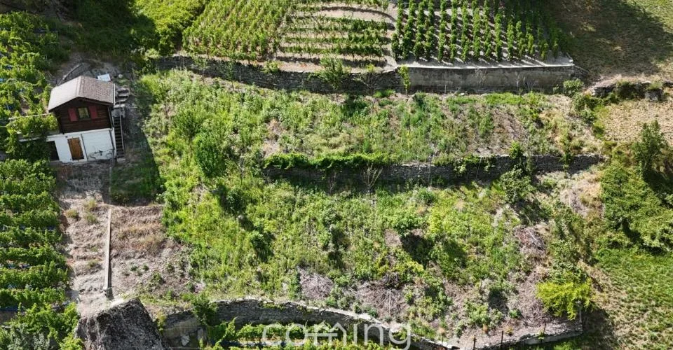 Rebparzelle mit Rebhaus in Stalden - Weinbau im Vispertal