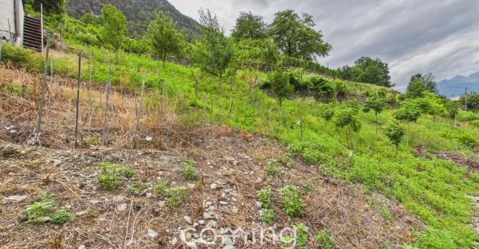 Rebparzelle mit Rebhaus in Stalden - Weinbau im Vispertal