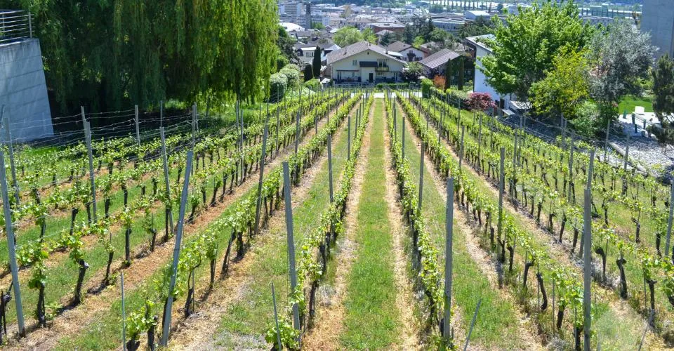 Magnifique parcelle surplombant Sierre dans zone villa de 1'099 m2