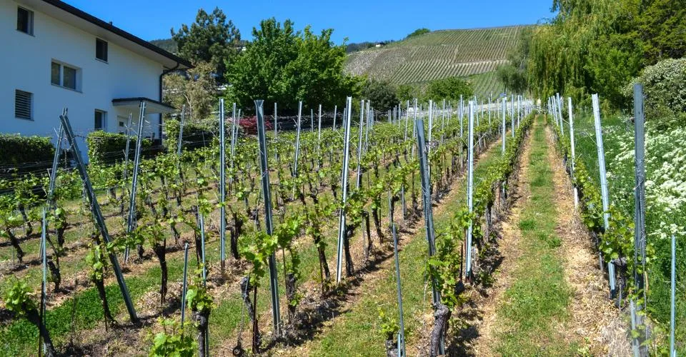 Magnifique parcelle surplombant Sierre dans zone villa de 1'099 m2