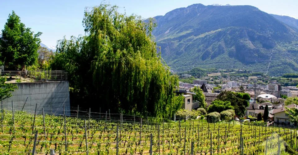 Magnifique parcelle surplombant Sierre dans zone villa de 1'099 m2