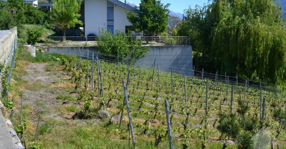 Magnifique parcelle surplombant Sierre dans zone villa de 1'099 m2