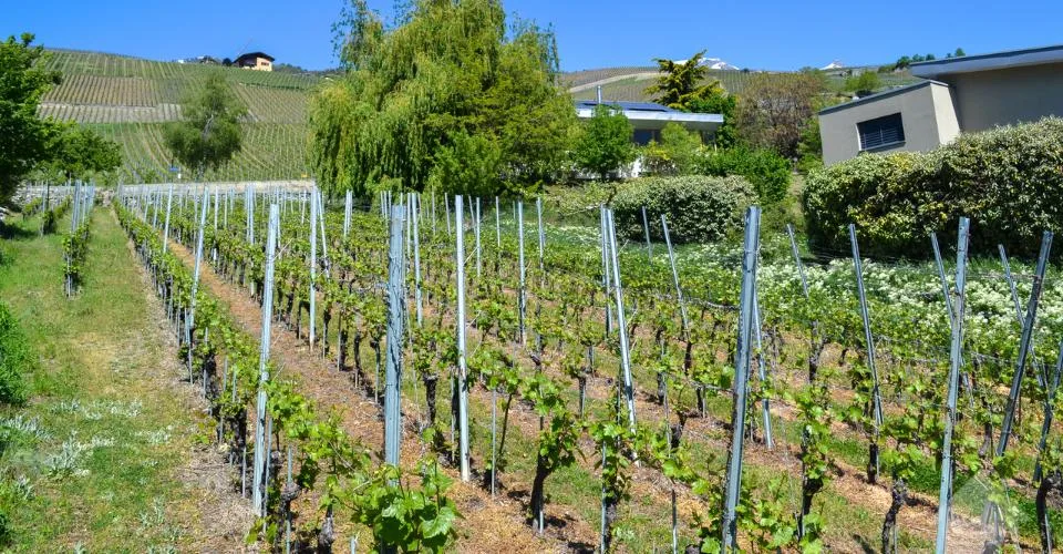 Magnifique parcelle surplombant Sierre dans zone villa de 1'099 m2
