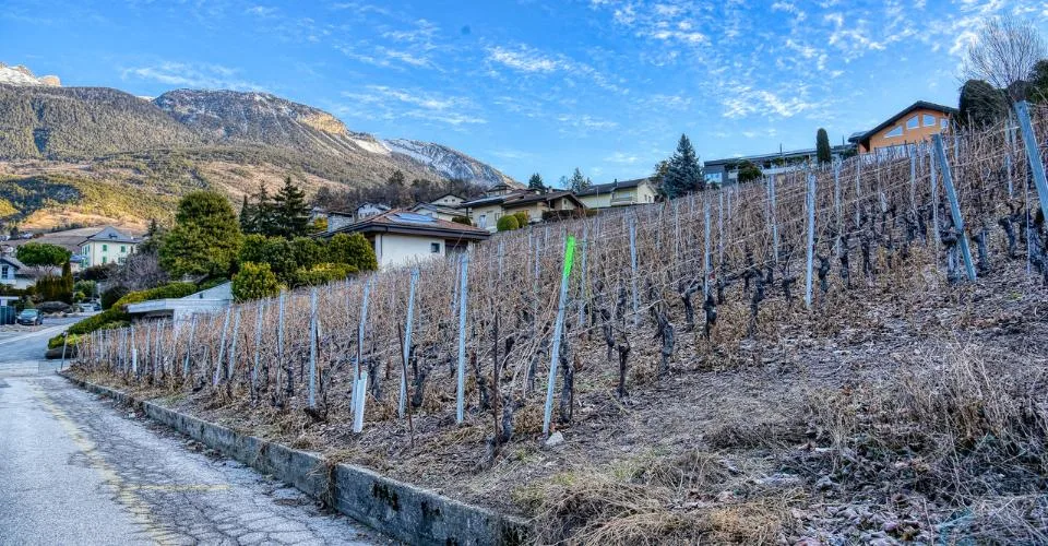 EXCLUSIVITE Splendide terrain à bâtir de 804m² à Miège (Noble-Contrée) – foto 8 di 8