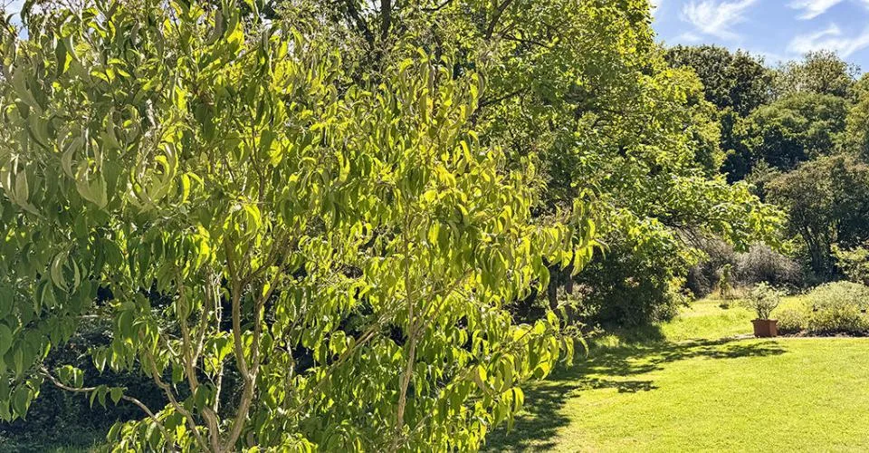 ELEGANTES VILLAS JUMELLES NEUVES - CADRE VERDOYANT ET PRIVILEGIE