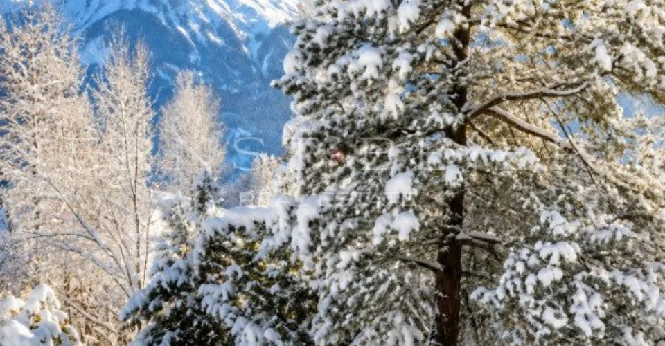 Wohnung 5½ Zimmer - 150m2 - mit Garten in Gstaad – Foto 12 von 14