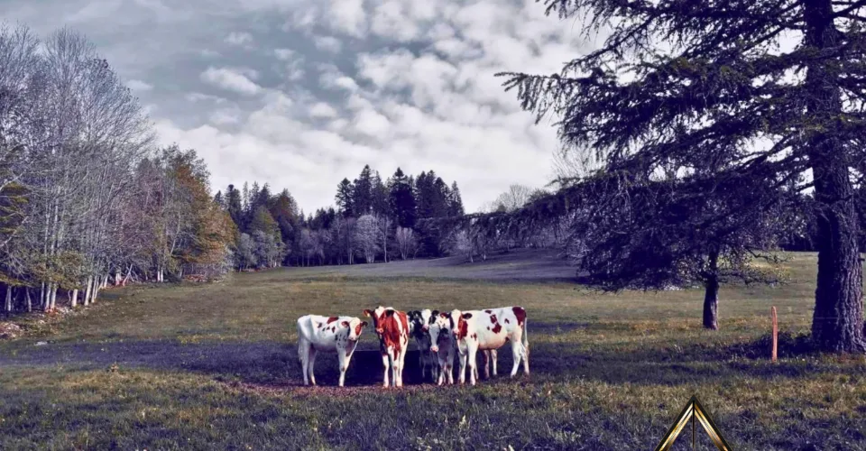 Ihr Refugium - Charmantes Ferienhaus im Herzen der Neuenburger Berge – Foto 7 von 8