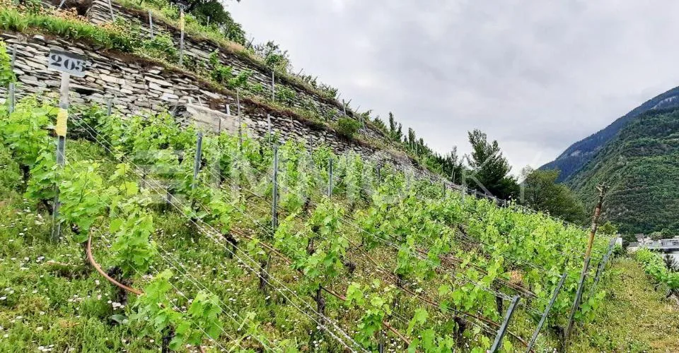 Exclusivité ImmoSky : Terrain à constuire avec vue unique – photo 3 of 4