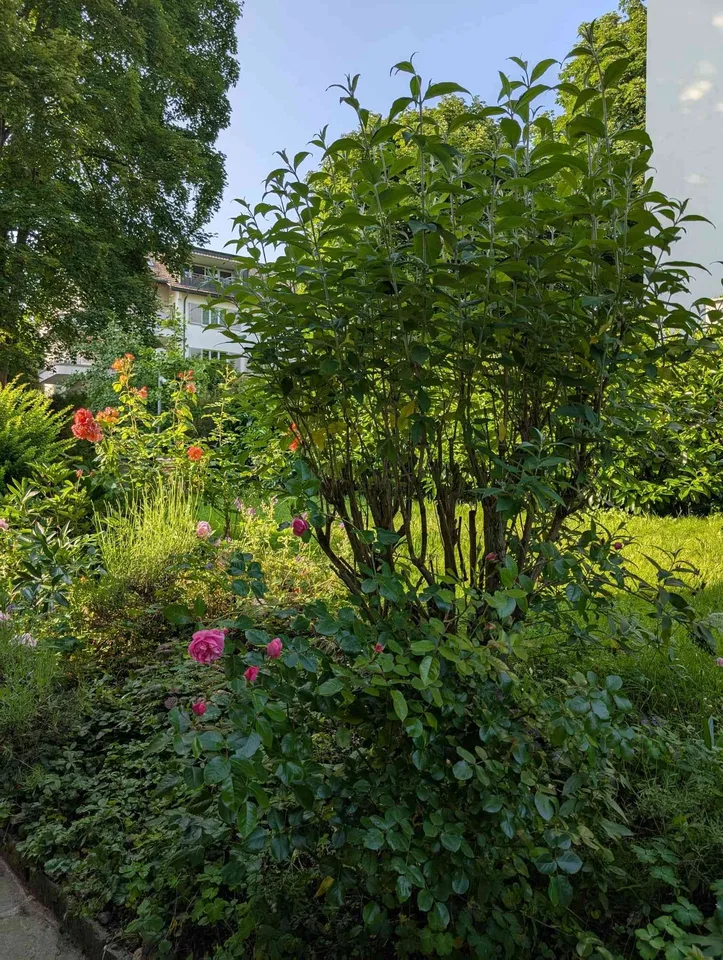 Repräsentative Wohnung im Grünen mit toller Berg- und Seesicht