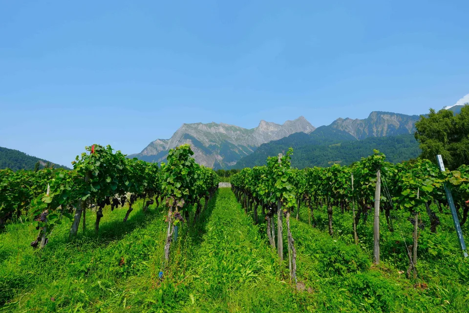 Einzigartige Baulandparzelle in Maienfeld