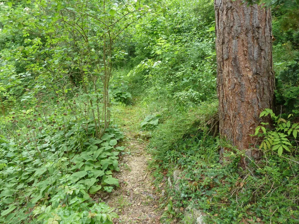 Baugrundstück am Waldrand mit schönem Ausblick über das Leimental