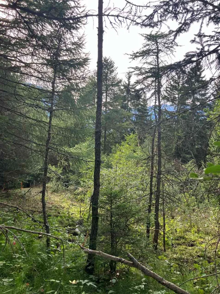 Wald in Bürchen