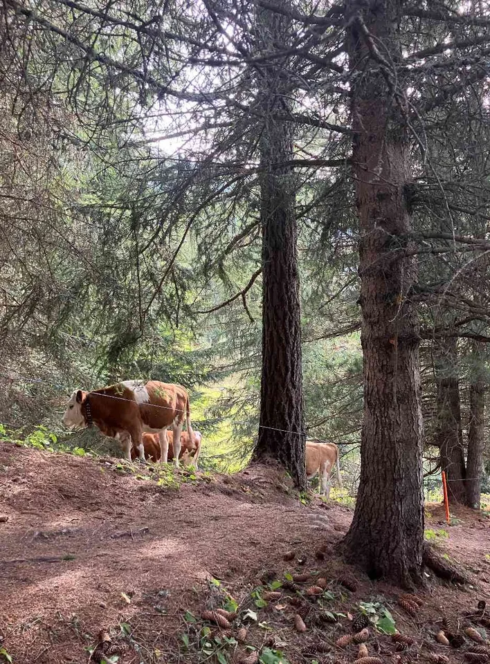 Wald in Bürchen