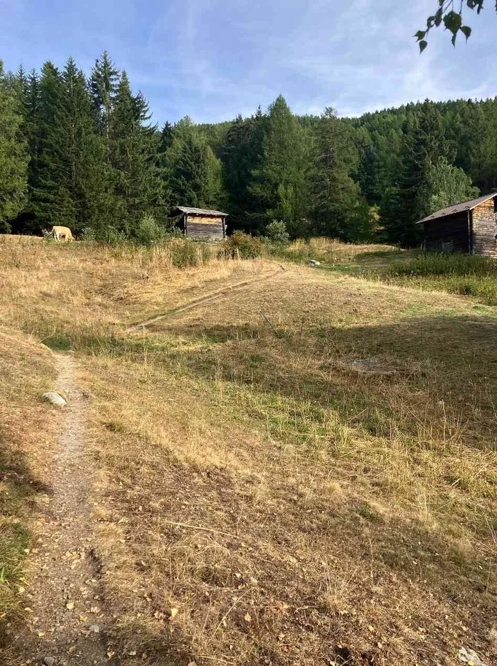Wald in Bürchen