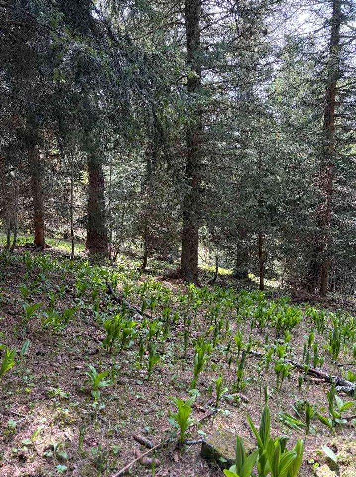 Wald in Bürchen