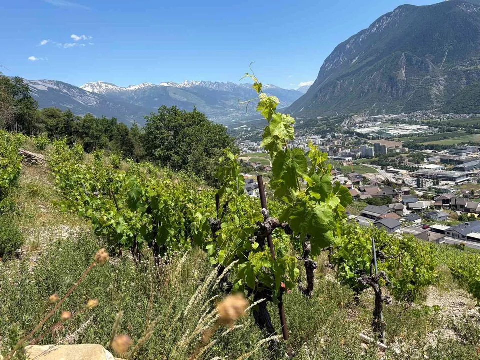 Weinrebe für Liebhaber und Visionäre