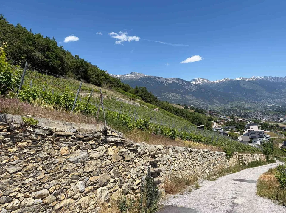 Weinrebe für Liebhaber und Visionäre