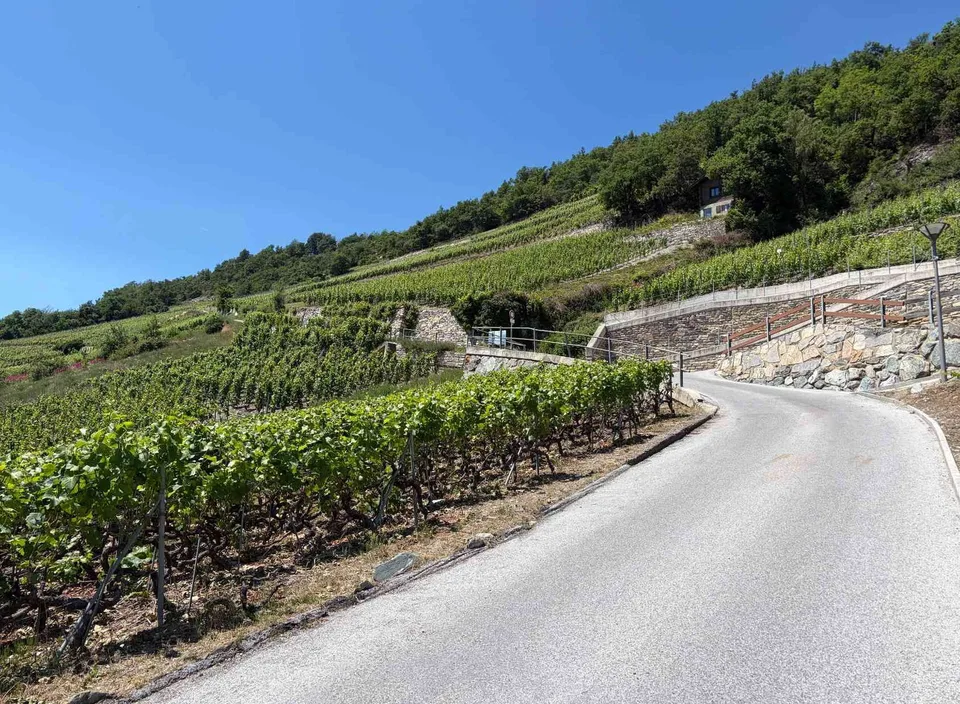 Weinrebe für Liebhaber und Visionäre