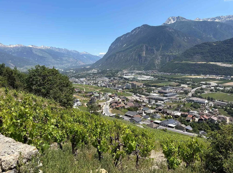 Weinrebe für Liebhaber und Visionäre