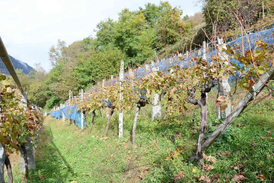 Rustico im Weinberg...!!