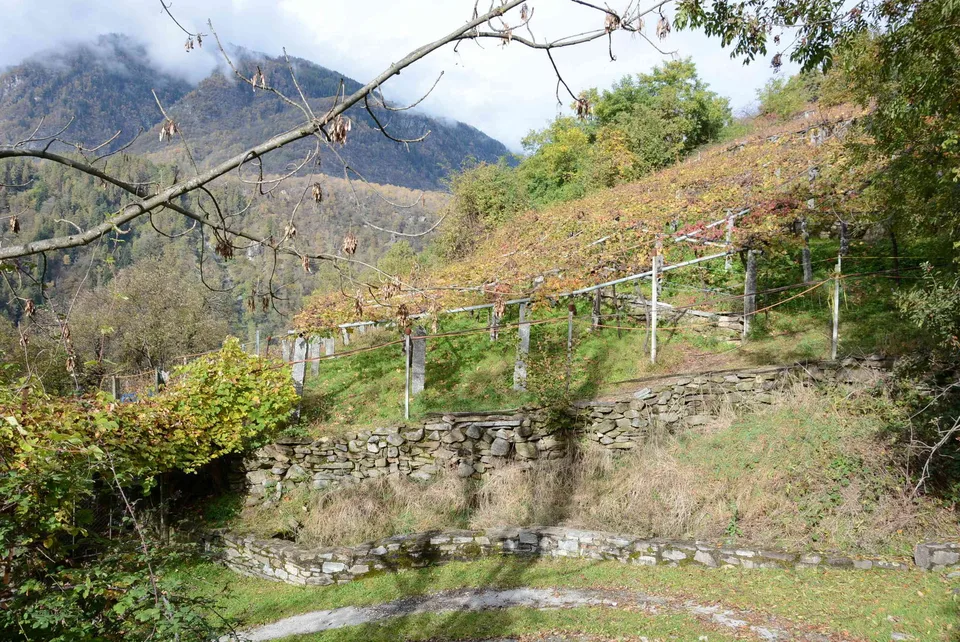 Rustico im Weinberg...!!