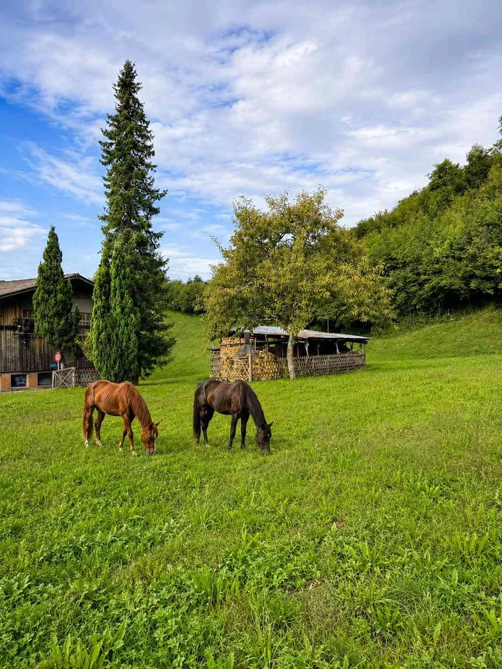 Pferdeliegenschaft mit Wohnhaus und Baulandreserve in Hofstetten