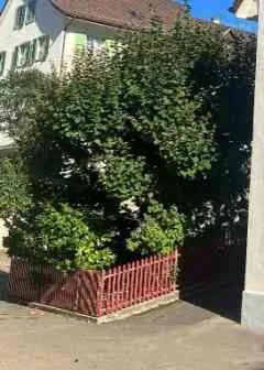 Einzige Wohnung im Haus