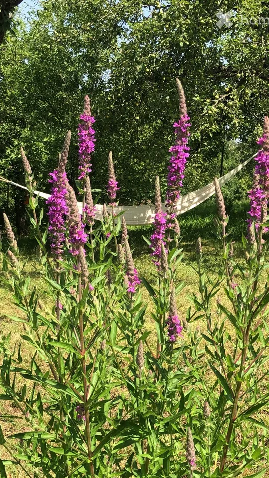 Sehr schönes WG-Zimmer Muttenz Nähe FHNW Garten Sonne