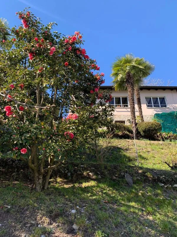 Bauland von 1548 m² mit Seeblick, Orselina