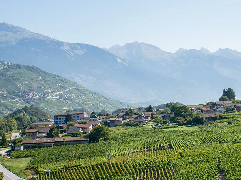 Vignes / Zones agricoles