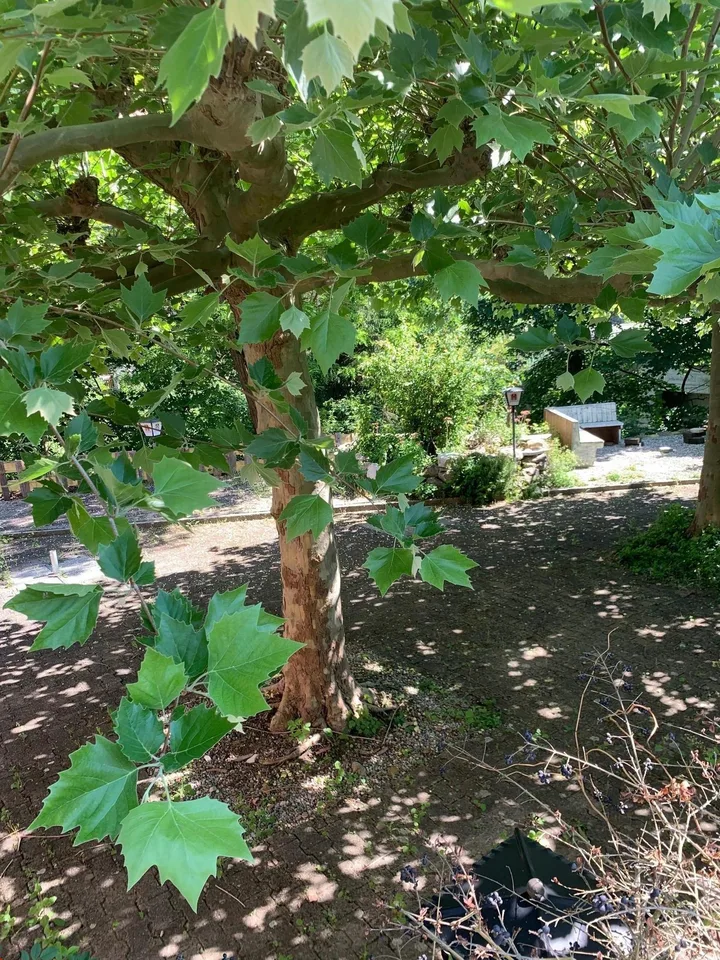 Ristorante con giardino - disponibile immediatamente – foto 7 di 13