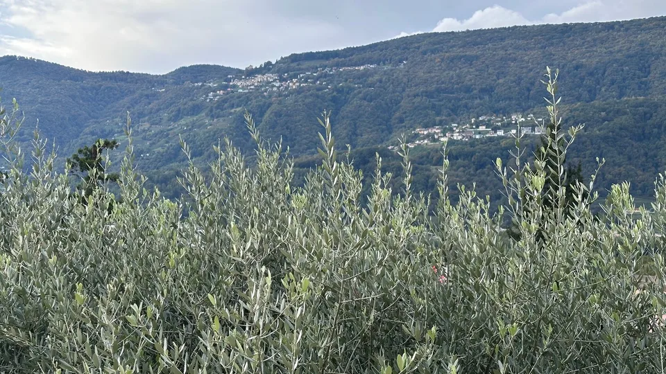 LUGANO - VEZIA - Ampia villa indipendente di 320 mq con bellissimo giardino, zona residenziale – foto 25 di 26