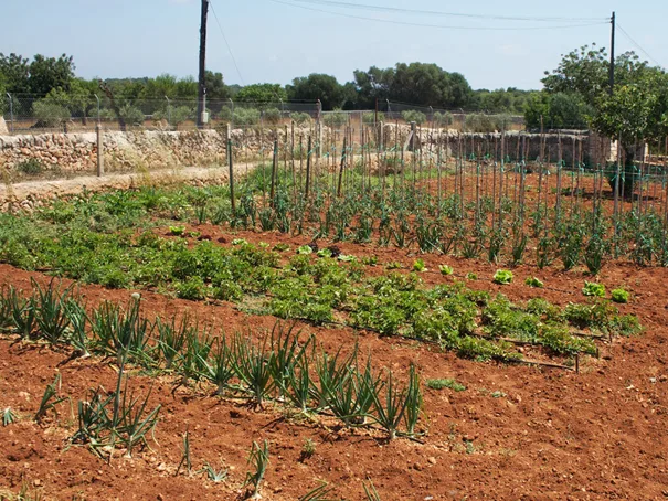 Agrotourisme avec plusieurs bâtiments (FINCA - Hôtel avec vignoble agréé)