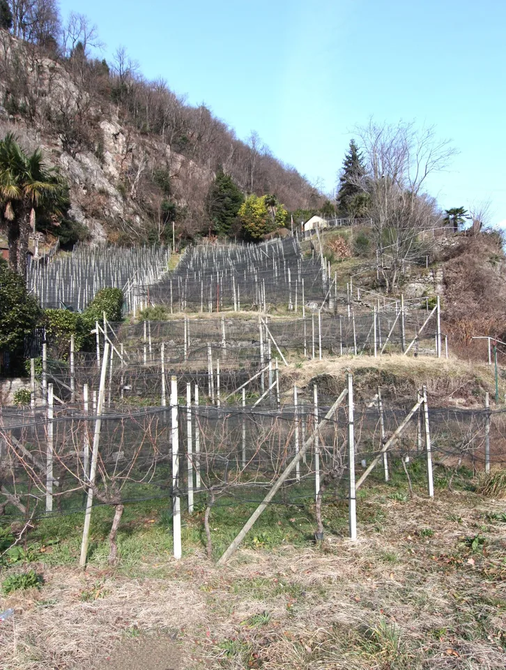 Terreno vignato/agricolo, con 400 gambe di merlot