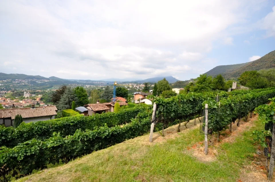 Terreno Edificabile 2'283 mq con Vista Panoramica a Morbio Superiore – Foto 8 von 10