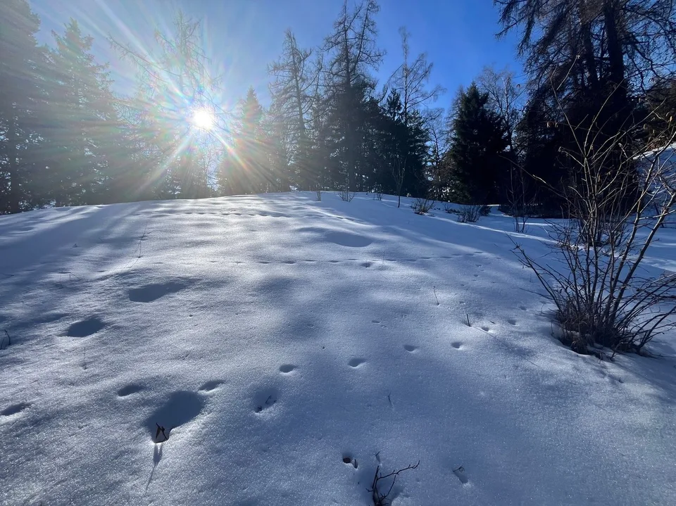 Terrain / 1'466 m2 / Mayens de Chamoson / Réf. 10265556 / EXCLUSIVITE
