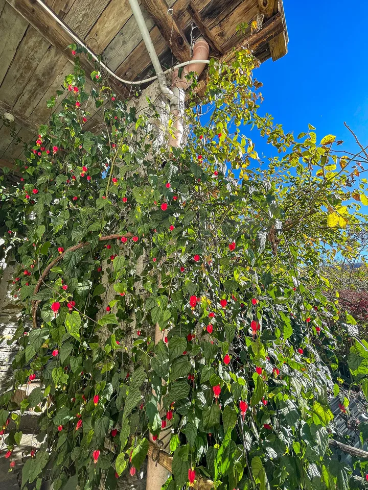 Casa Tipica Ticinese con giardino - Typisches Tessiner Haus mit Ga... – foto 19 di 30
