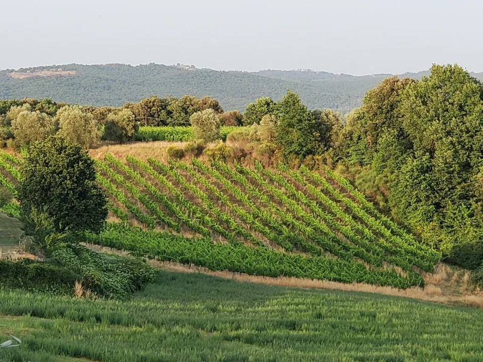 Vigneti di ca. 500 ettari con Ulivi, Bosco con Tartufi in Chianti