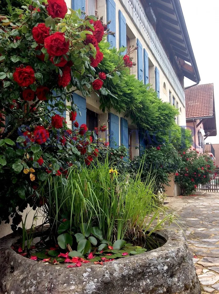 Fontaines-sur-Grandson, Magnifique maison de Village - Vente à terme